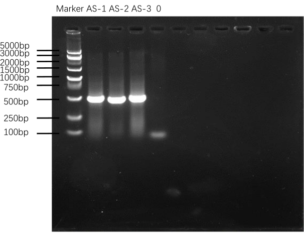 Gel electrophoresis result; DNA fragments size comparison; clear band separation at various base pairs.