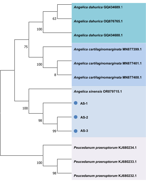 Phylogenetic tree diagram; genetic relationships in Angelica and Peucedanum species; evolutionary analysis.