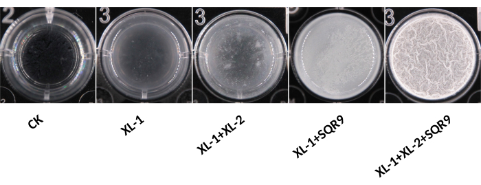 Petri dish experiment diagram; bacterial growth under different conditions; CK, XL variations.