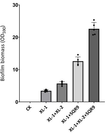 Biofilm biomass bar graph, OD590 measurements, assessing different treatment effects.
