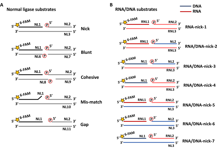 DNA/RNA ligase substrates diagram; nick, blunt, cohesive, mismatch, gap; RNA-DNA hybrid strands.