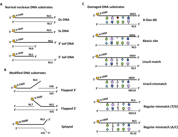 DNA substrate diagram: nuclease, modified, damaged. Types: Ds, Ss, tail, flap, splay. Base mismatches.