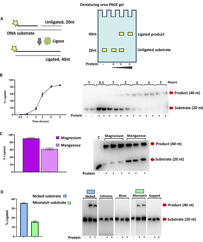 DNA ligation process, PAGE gel analysis; enzyme-substrate interaction, electrophoresis results.
