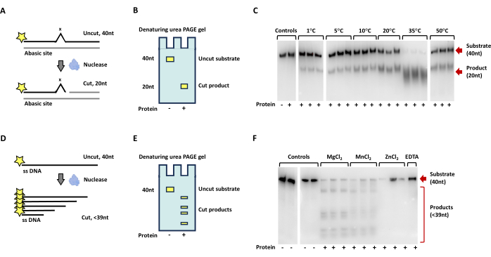 DNA cleavage analysis, PAGE gel diagram; temperature effect, ion impact; enzyme activity visualization.