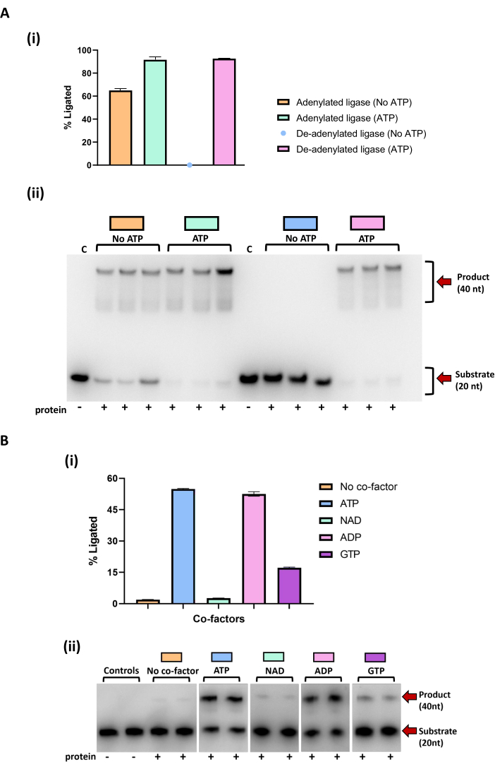 Ligation efficiency chart and gel analysis, ATP and cofactors impact, DNA ligase activity results.