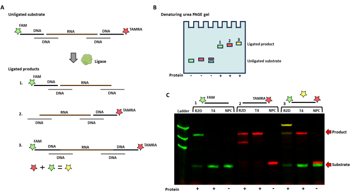 DNA ligation analysis using FAM/TAMRA labels: diagram, gel results, PAGE gel chart, ligase activity.