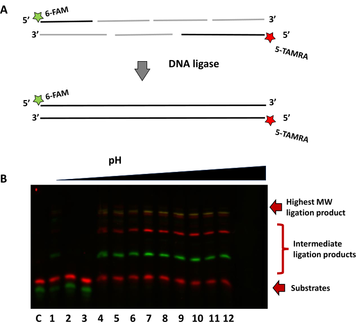 DNA ligation diagram with electrophoresis results showing ligation efficiency across pH levels.