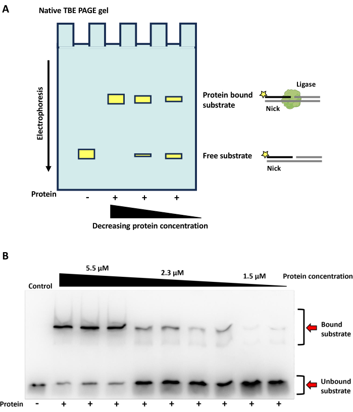 Electrophoresis diagram and gel result showing protein-substrate binding variation with decreasing protein concentration.