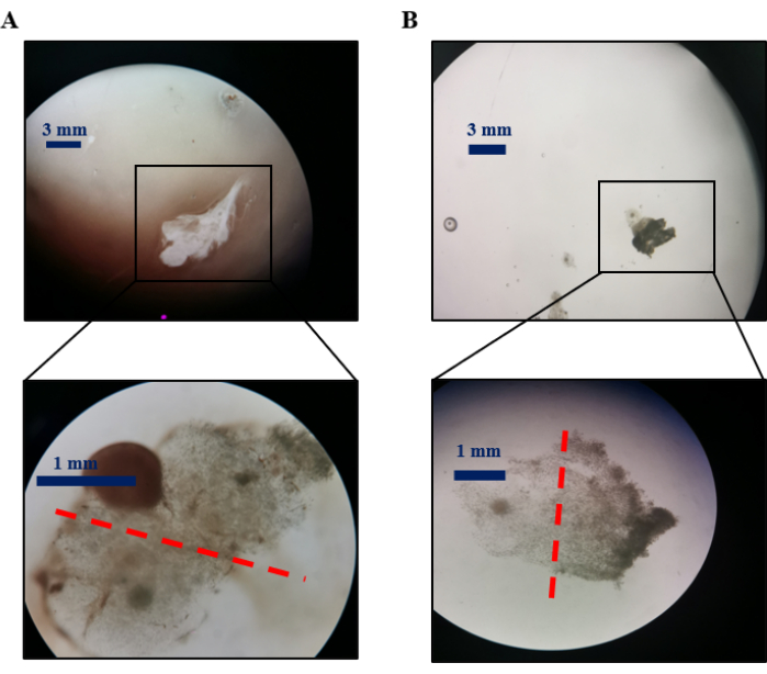figure-results-2 Microscope image showing tissue samples, measurements, and magnification for cellular analysis.