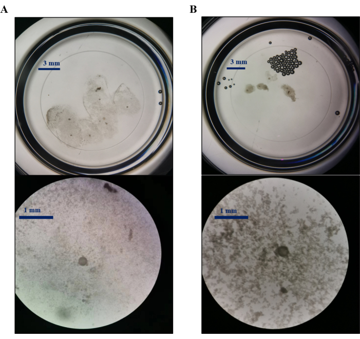 figure-results-4 Microscopy images showing sediment size distribution and particle aggregation in a petri dish setup.