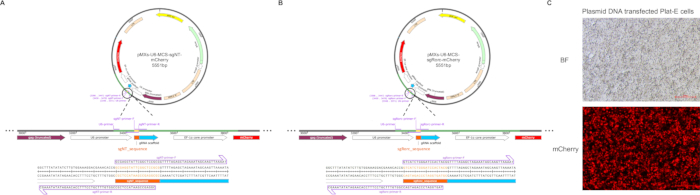figure-results-1 Plasmid DNA diagrams and mCherry expression in transfected PhaT-E cells; gene visualization experiment.