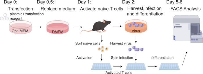 figure-results-2 Transfection process diagram; T cell activation, virus infection, FACS analysis for differentiation.