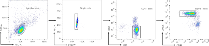 figure-results-3 Flow cytometry analysis, lymphocytes to naive T cells, FSC vs SSC graphs, cell gating process.