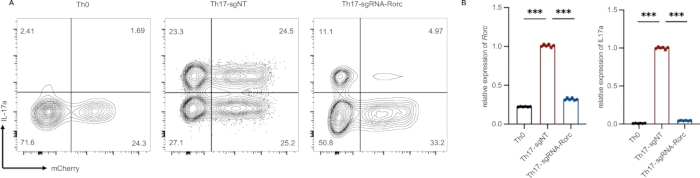 figure-results-4 Flow cytometry diagrams, a graph; gene expression analysis; Th17 cell differentiation, mCherry, Rorc.