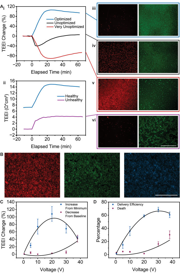 Transient electrical efficiency graphs with cell viability images; data on voltage impact and health.