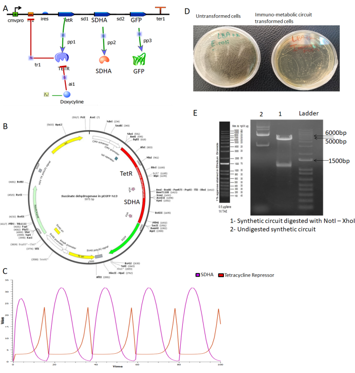 figure-results-1 Synthetic gene circuit design diagram, plasmid map, bacterial culture plates, DNA electrophoresis gel.