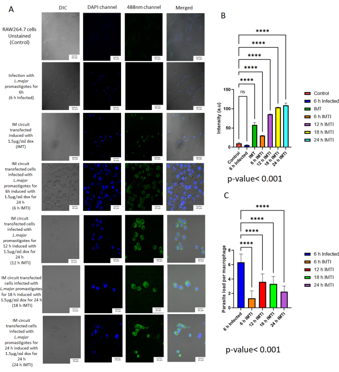 figure-results-2 Fluorescence microscopy of RAW264.7 cells and bar charts analyzing infection intensity and parasite load.