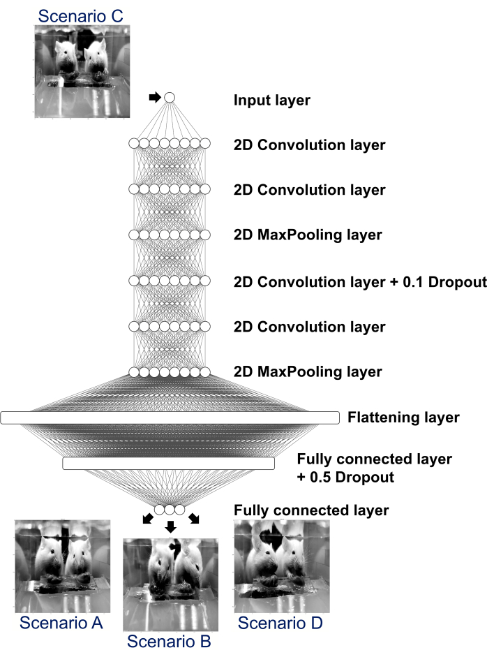 Neural network diagram with 2D convolution layers and dropout analyzing image scenarios.