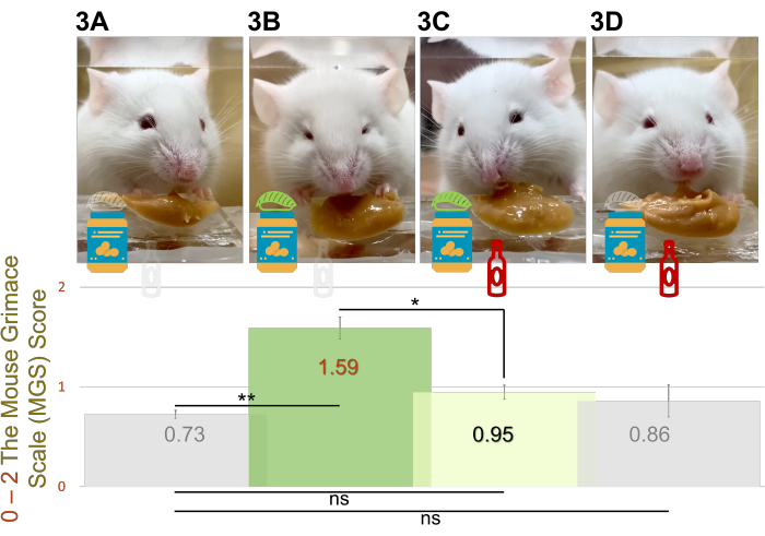 Mouse Grimace Scale (MGS) analysis, behavioral experiment, bar chart results, peanut butter variables.