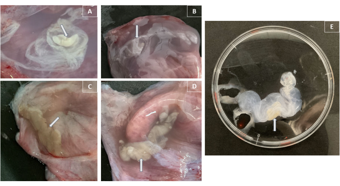 figure-results-3 Immagini di dissezione che mostrano campioni di tessuto biologico e campione in capsula di Petri per lo studio anatomico.