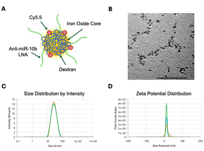 Nanoparticle design, TEM image, size distribution, zeta potential; nanomedicine characterization chart.