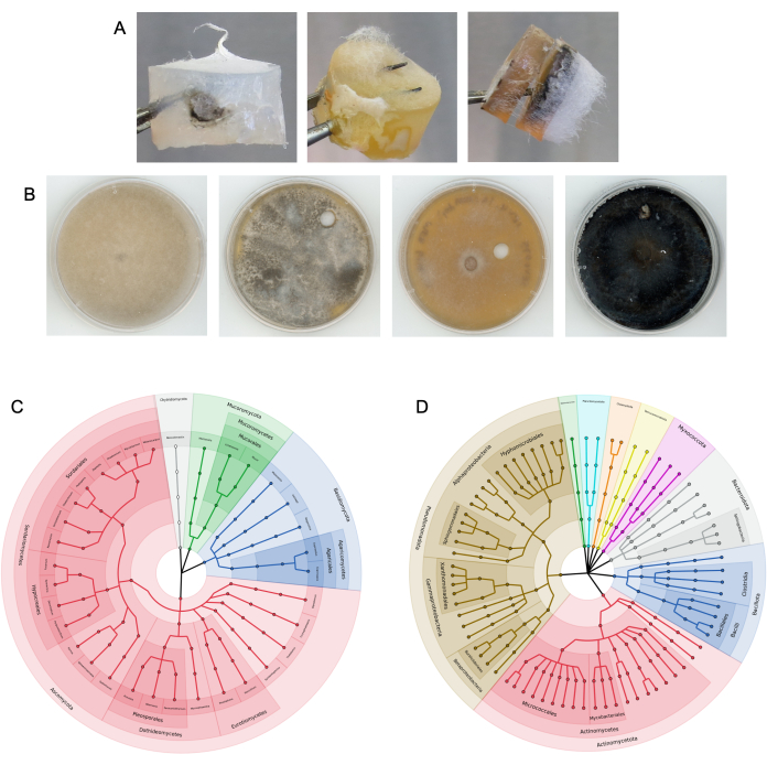 figure-results-2 Biodegradation process; petri dish mold growth; fungal phylogenetic analysis in circular chart.