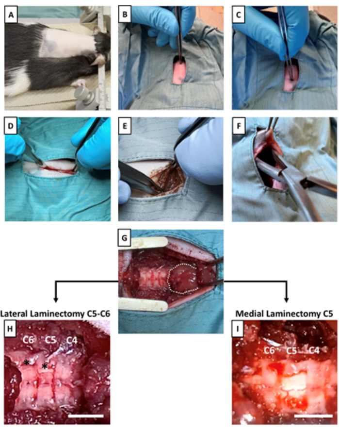 figure-results-2 Surgical procedure for lateral/medial laminectomy on a rat; step-by-step experimental setup.