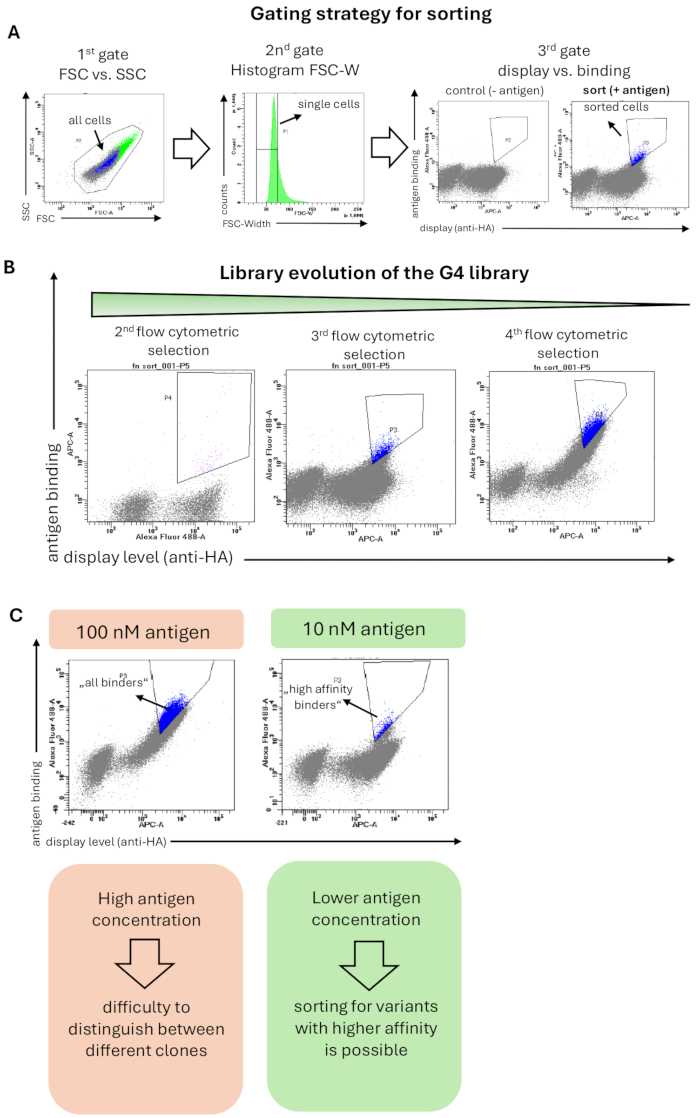 figure-results-1 Flow cytometry gating strategy, selection, and evolution; diagrams illustrate antigen binding.