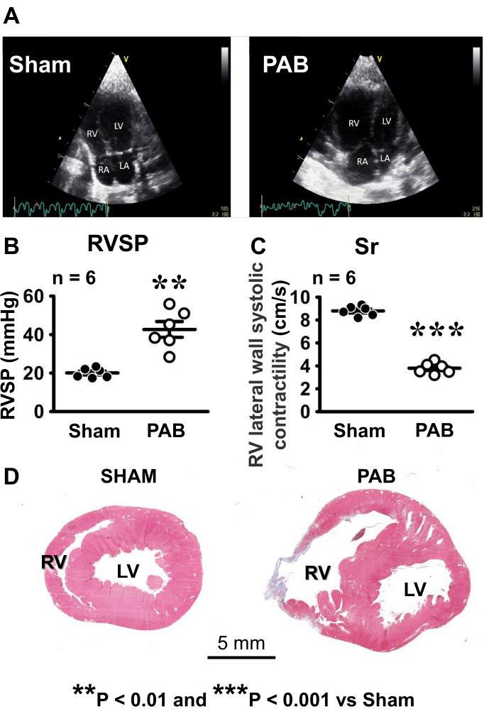 figure-results-2 Ultrasound echocardiography, RVSP and contractility graphs, heart tissue histology comparison.