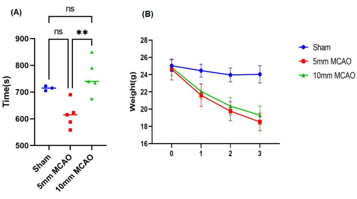 figure-results-4 Graph showing MCAO effect: (A) behavior time differences, (B) weight changes in Sham, 5mm, 10mm.