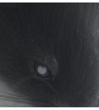 figure-results-7 Close-up of an animal's eye showing detailed texture and reflection for wildlife study analysis.