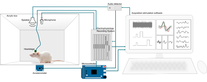 Electrophysiology recording setup with rat in acrylic box, analyzing audio-electrical signal correlation.