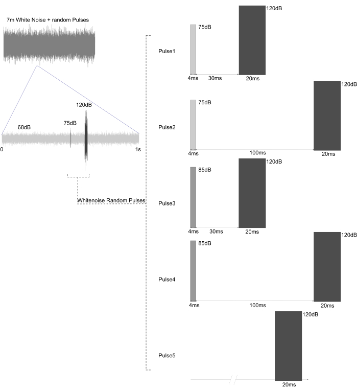 White noise experiment diagram with random pulse variations, illustrating decibel levels and durations.