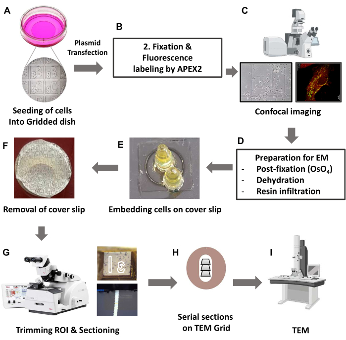 figure-results-1 Cell transfection diagram; confocal imaging; EM prep; microscopy; cellular analysis process.