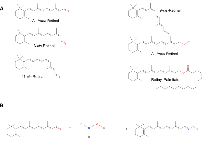 Retinoid structures comparison and reaction; chemical diagrams and formulas of retinal isomers and retinol.