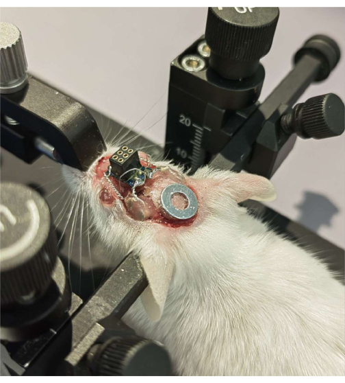 Animal experiment, brain study setup, neuroscience research, electrode implantation, behavioral analysis.