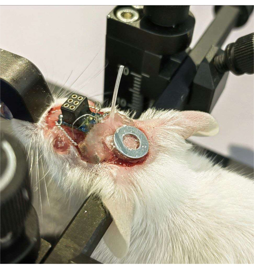 Neuroscience experiment; rodent with cranial implant setup for brain activity monitoring.