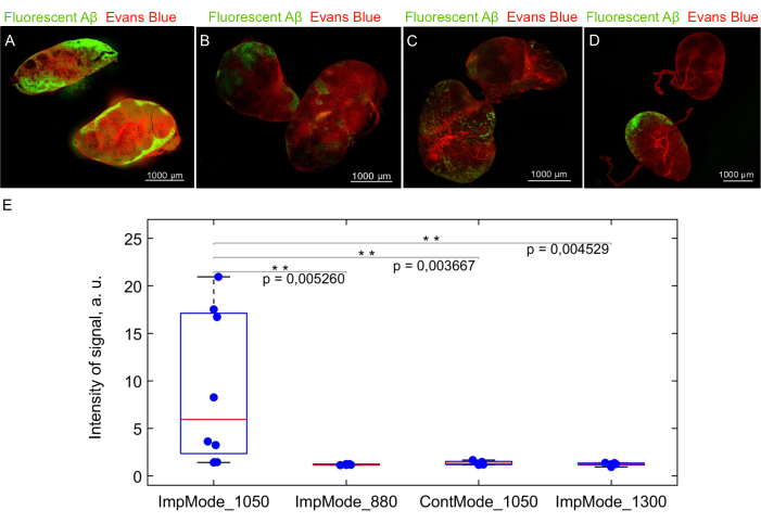 Fluorescent protein expression analysis; microscopy and intensity comparison; statistical graph.