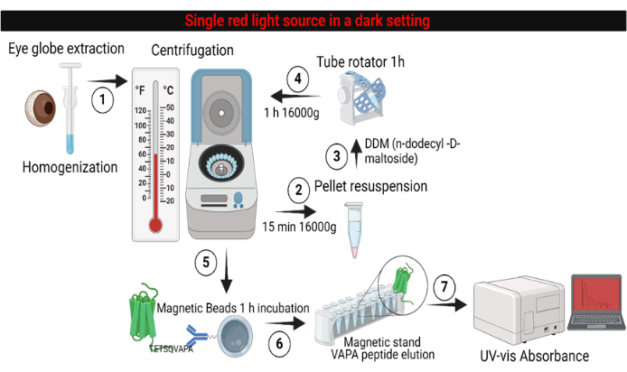 figure-results-5 Eye extraction and centrifugation flowchart; peptide elution; UV-vis absorbance analysis.