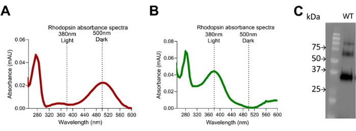 figure-results-6 Rhodopsin absorbance spectra graphs and protein electrophoresis results for light/dark analysis.