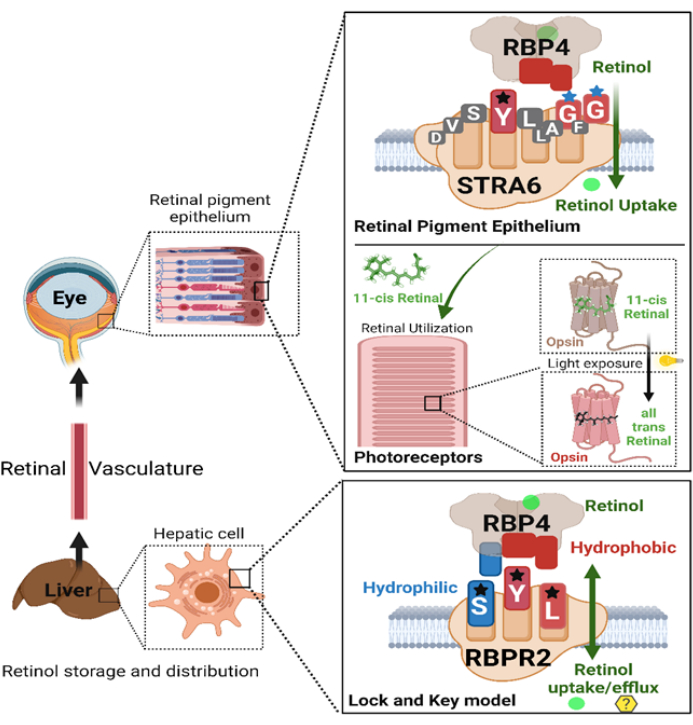 figure-results-8 Retinol transport diagram; shows retinal vasculature, RBP4-STRA6 mechanism, and photoreceptor utilization.