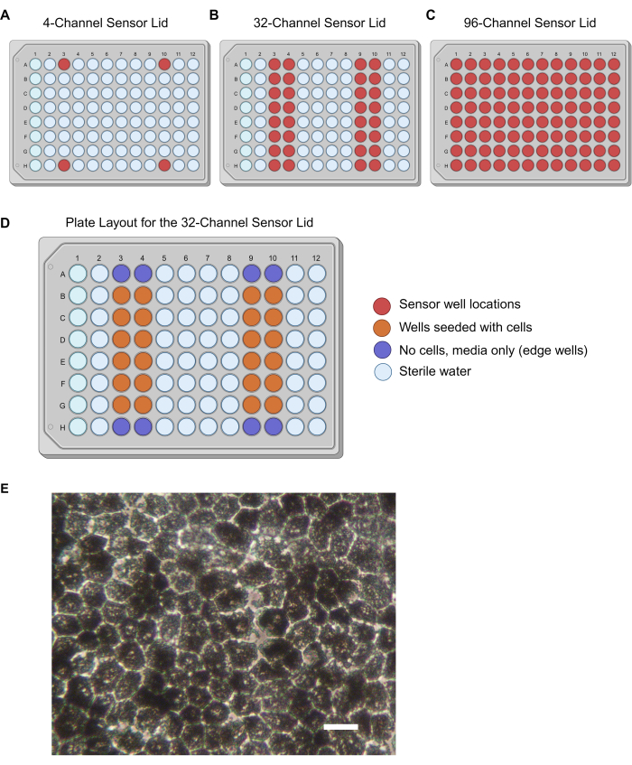 Multi-channel sensor lid diagrams and cell seeding layout with associated cell microscopy image.