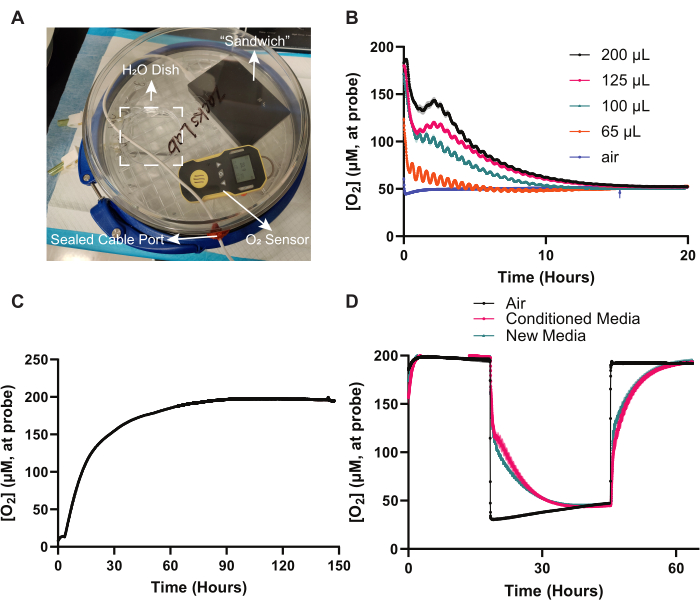 Oxygen measurement setup with O2 sensor and time vs. concentration graphs for data analysis.