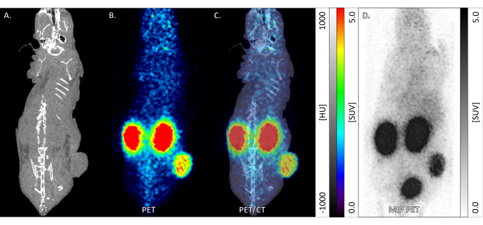figure-results-3 PET/CT imaging of rodent; diagram shows CT, PET, and PET/CT scans for anatomical localization.