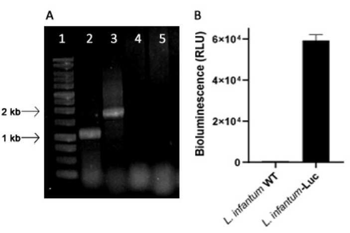 figure-results-1 Gel electrophoresis and bioluminescence chart; DNA bands and L. infantum luciferase expression.