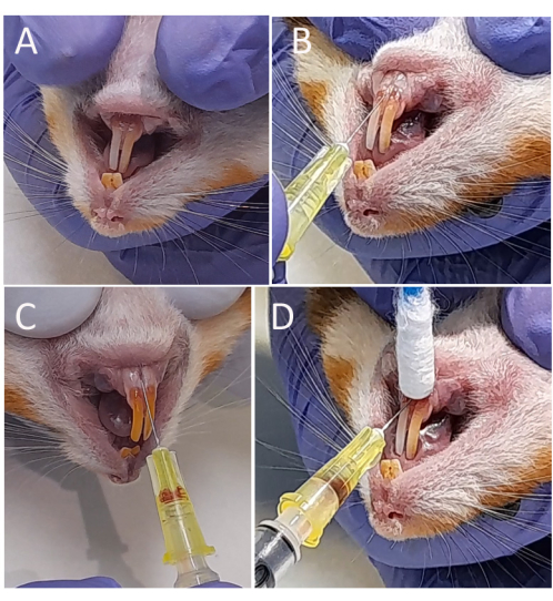 figure-results-2 Rodent dental procedure showing four stages; syringe application for teeth cleaning and examination.