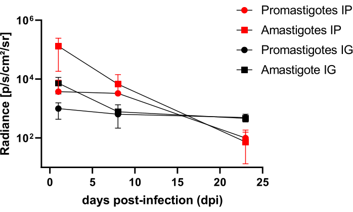 figure-results-4 Promastigote and amastigote infection radiance graph; data analysis of days post-infection (dpi).