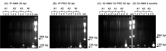 figure-results-5 Electrophoresis results, DNA bands at 564 bp and 125 bp, gel analysis for gene expression comparison.