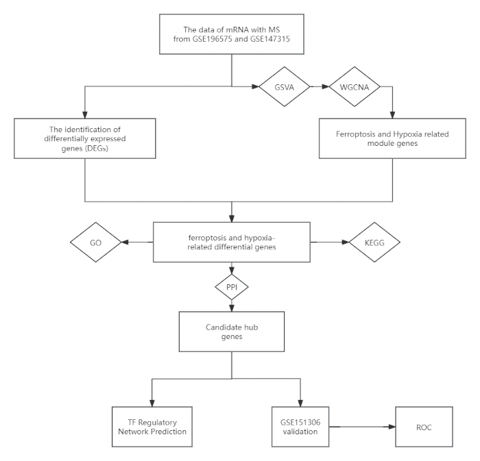 Gene expression analysis flowchart; WGCNA, GSVA methods; identifies DEGs, ferropoptosis-related genes.
