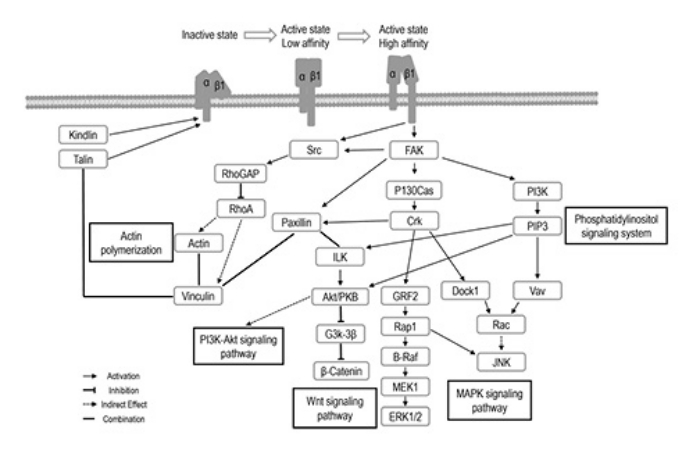 Integrin signaling pathway diagram highlighting protein interactions and signaling pathways.
